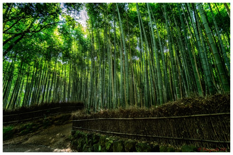 Arashiyama-1-7 (Large)