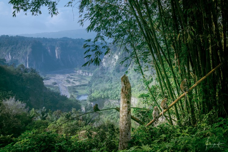 Monyet di Ngarai Sianok.jpg