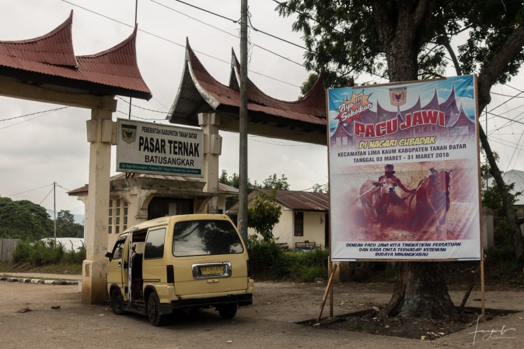 Pacu Jawi Batusangkar Sumatera Barat