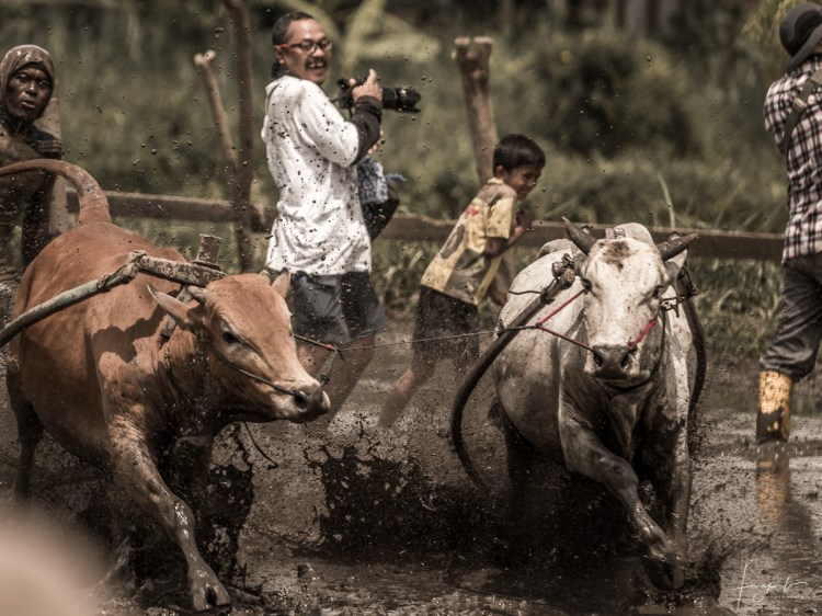 Pacu Jawi Sumatera Barat