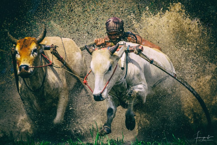 Pacu Jawi Tanah Datar Sumbar