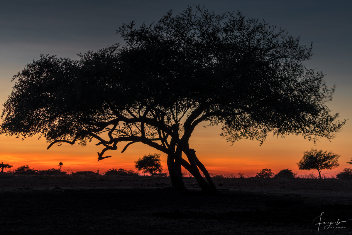 Matahari Terbit bisa juga di lihat dari Savana Bekol.